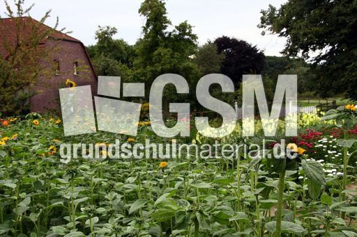 Sonnenblumen_0039.jpg